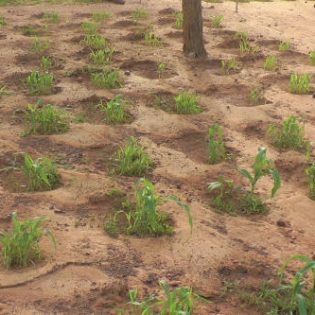 Planting pits (zai pits)
