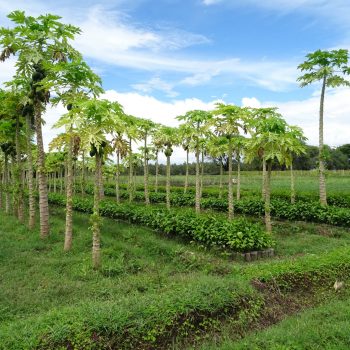 Agroforestry/shelter belts