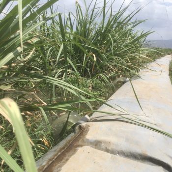 Alternate wetting and drying (AWD)