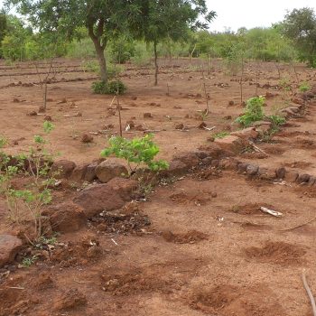 Bunds (contour, stone and trapezoidal)