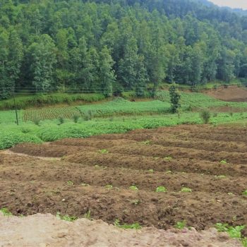 Crop rotation and multiple cropping