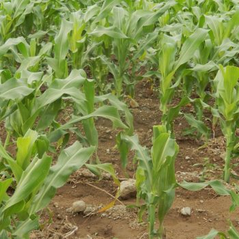 Using improved crop varieties