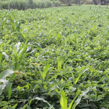 Inter cropping systems