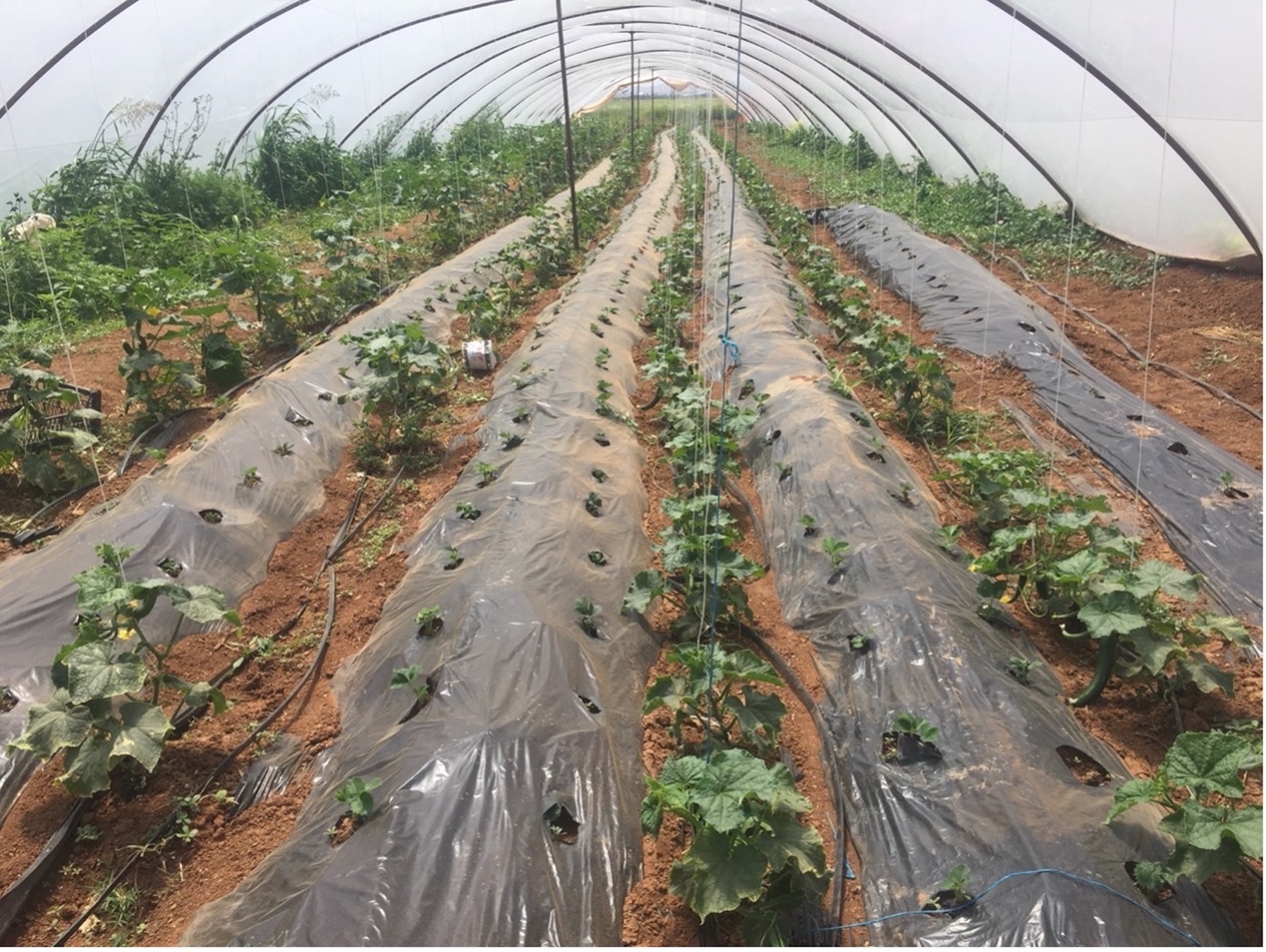 Mulching Waterproductivity