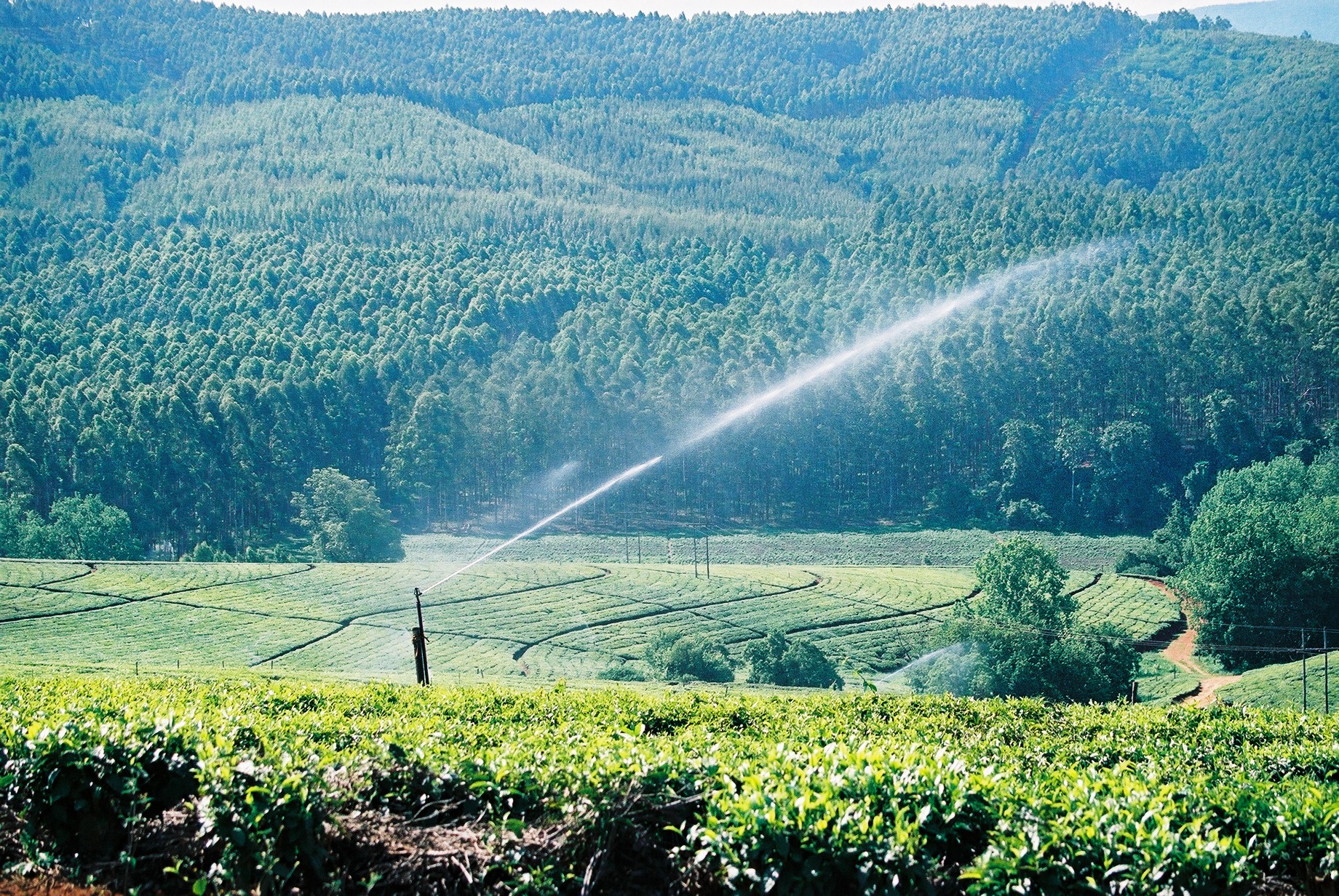 Pressurized irrigation system Waterproductivity