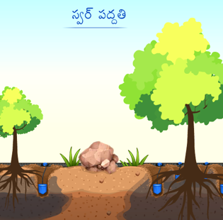 Surface irrigation (furrows and basins)
