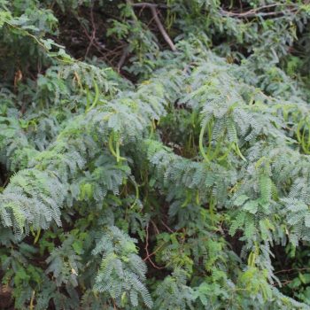 Eradication of invasive species