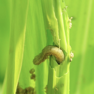 Integrated pest management (IPM)