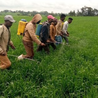 Integrated nutrient management