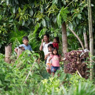 Forest preservation and management