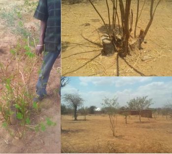 Farmer Managed Natural Regeneration(FMNR)