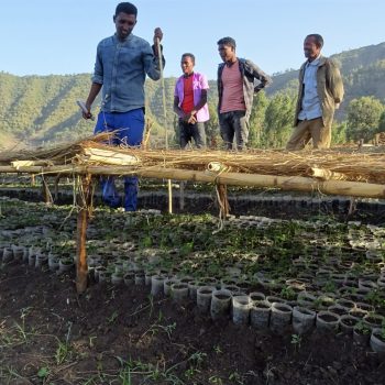Reforestation